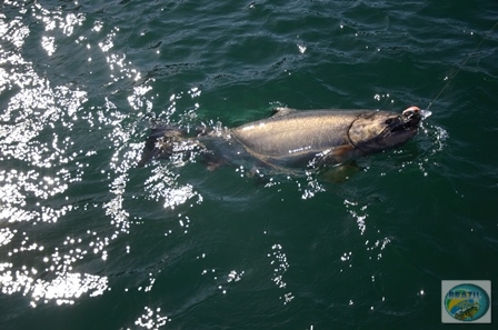 Fotos da pesca esportiva em Chaiten no Chile